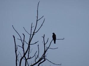 A la foret de Ripaille