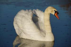 Cygne au lac de Machilly