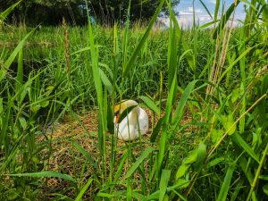 On protège le nid !