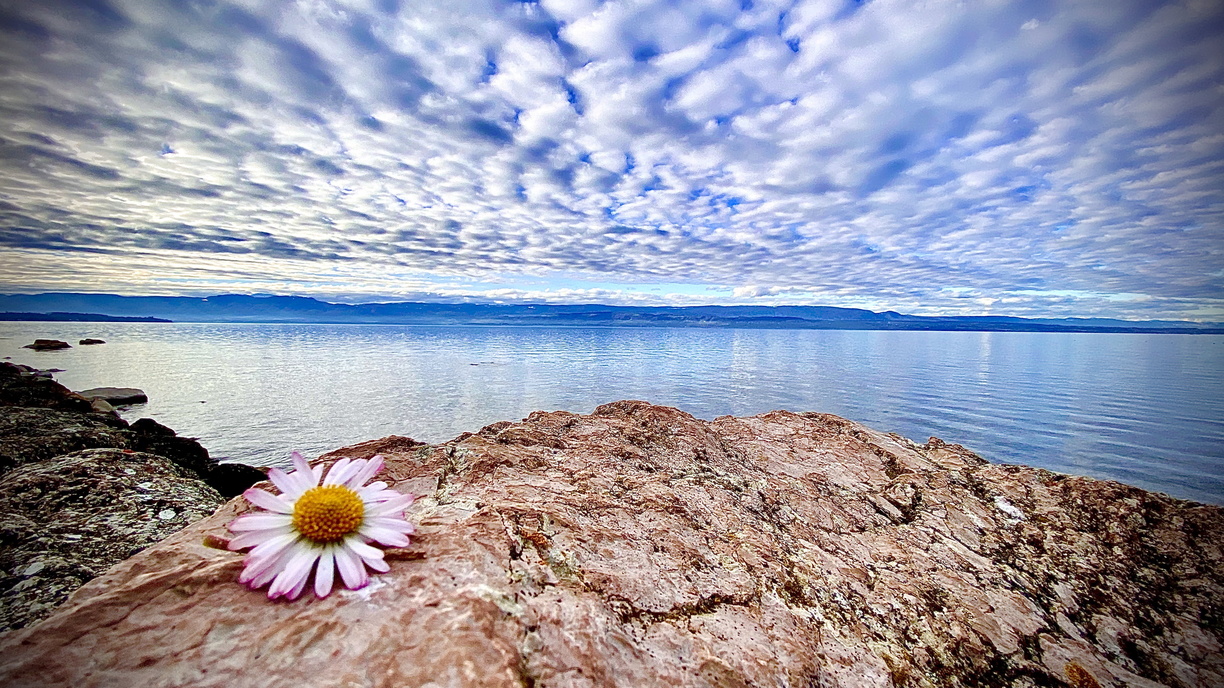 Jeux de fleurs – Lac Léman – 032020