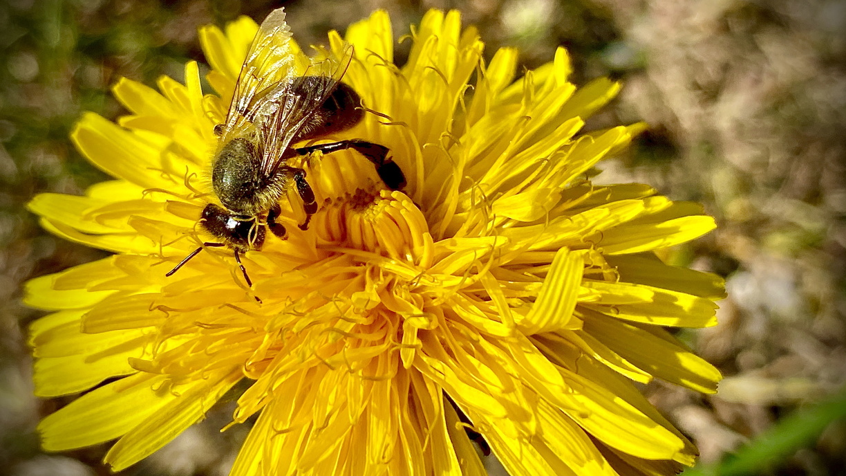 Nos amies les Abeilles – 042020