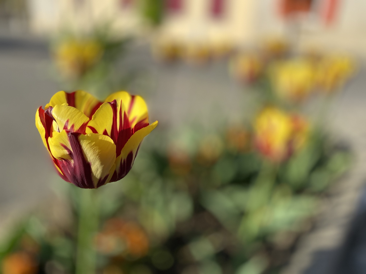 Bonjour Printemps – 042020