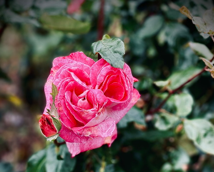 La Roseraie de Toul – 082020