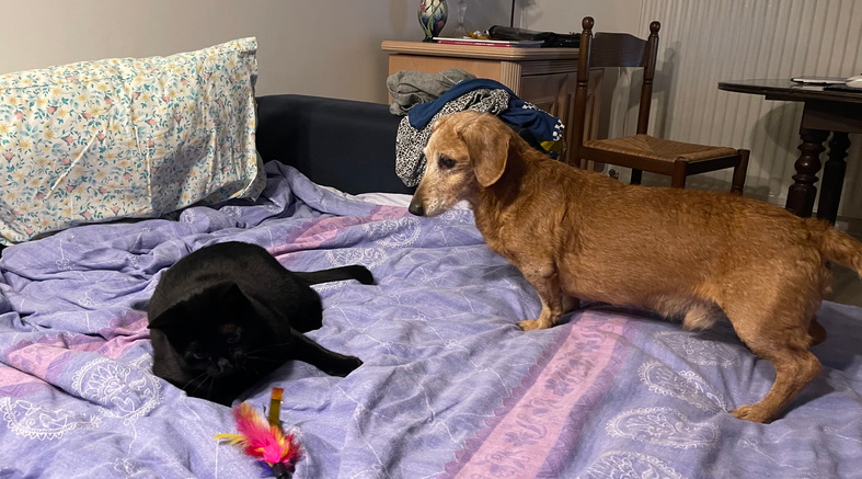 Noel chez Mamie – Rencontre Chat et Chien – 122020