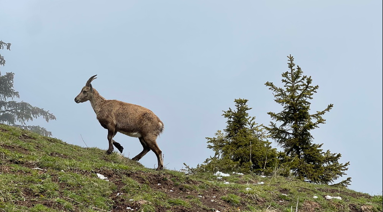 Le balcon des Mémises – 052021