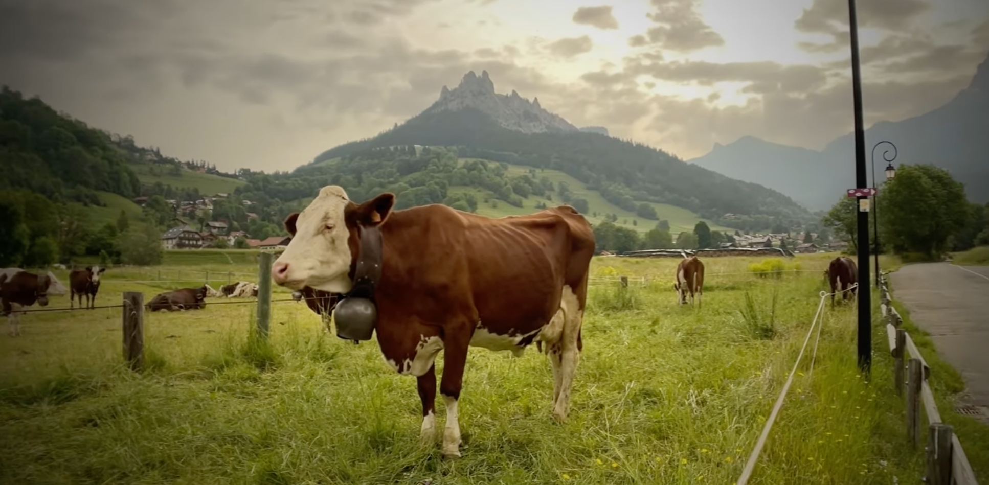 Montée aux alpages des Chalets d’Oche par les vaches de Bernex 062021