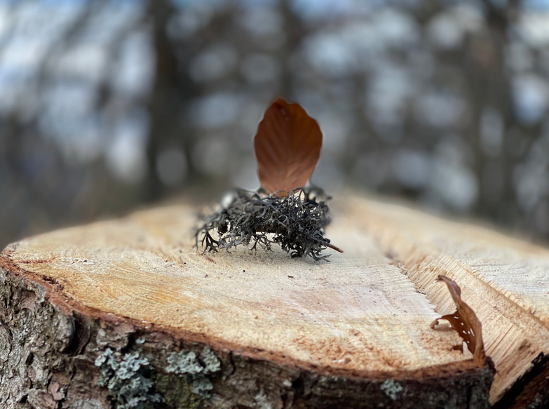 Balade au Mont Forchat – 112021