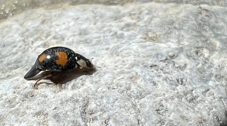 Quand la Dranse fait sa danse – 052022