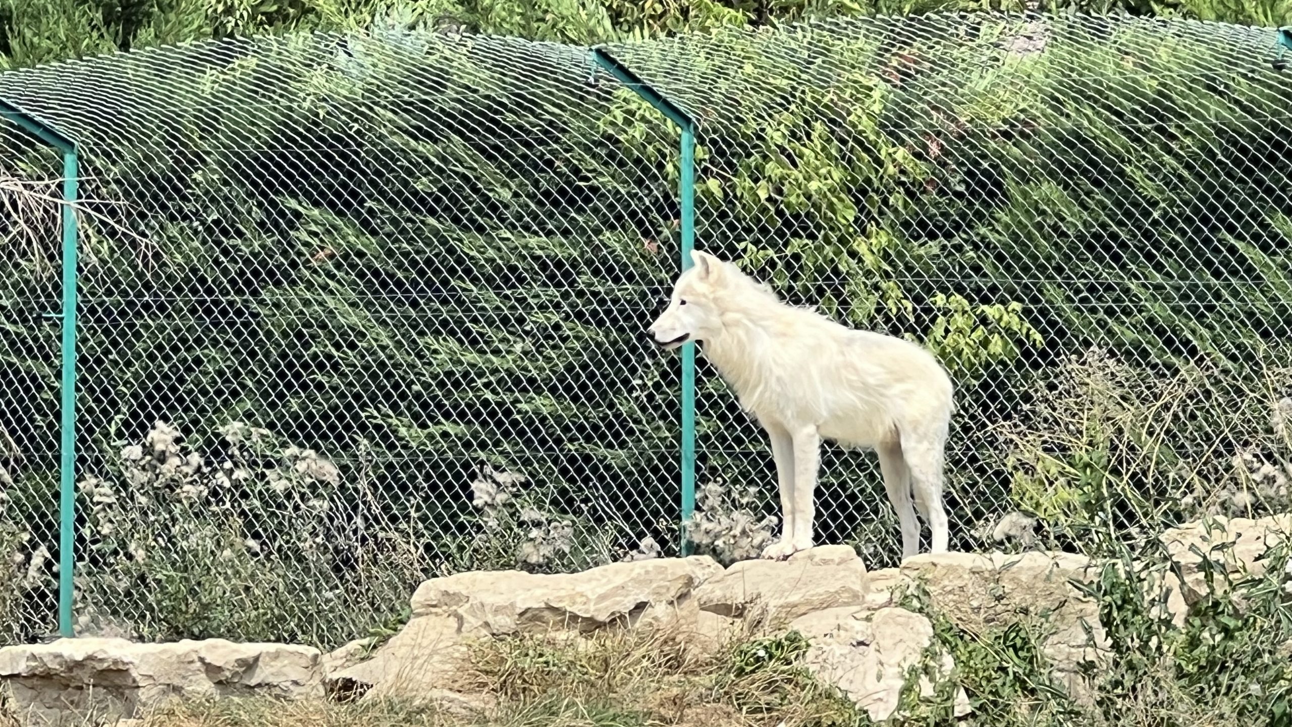 Le Zoo des Abrets – 072023