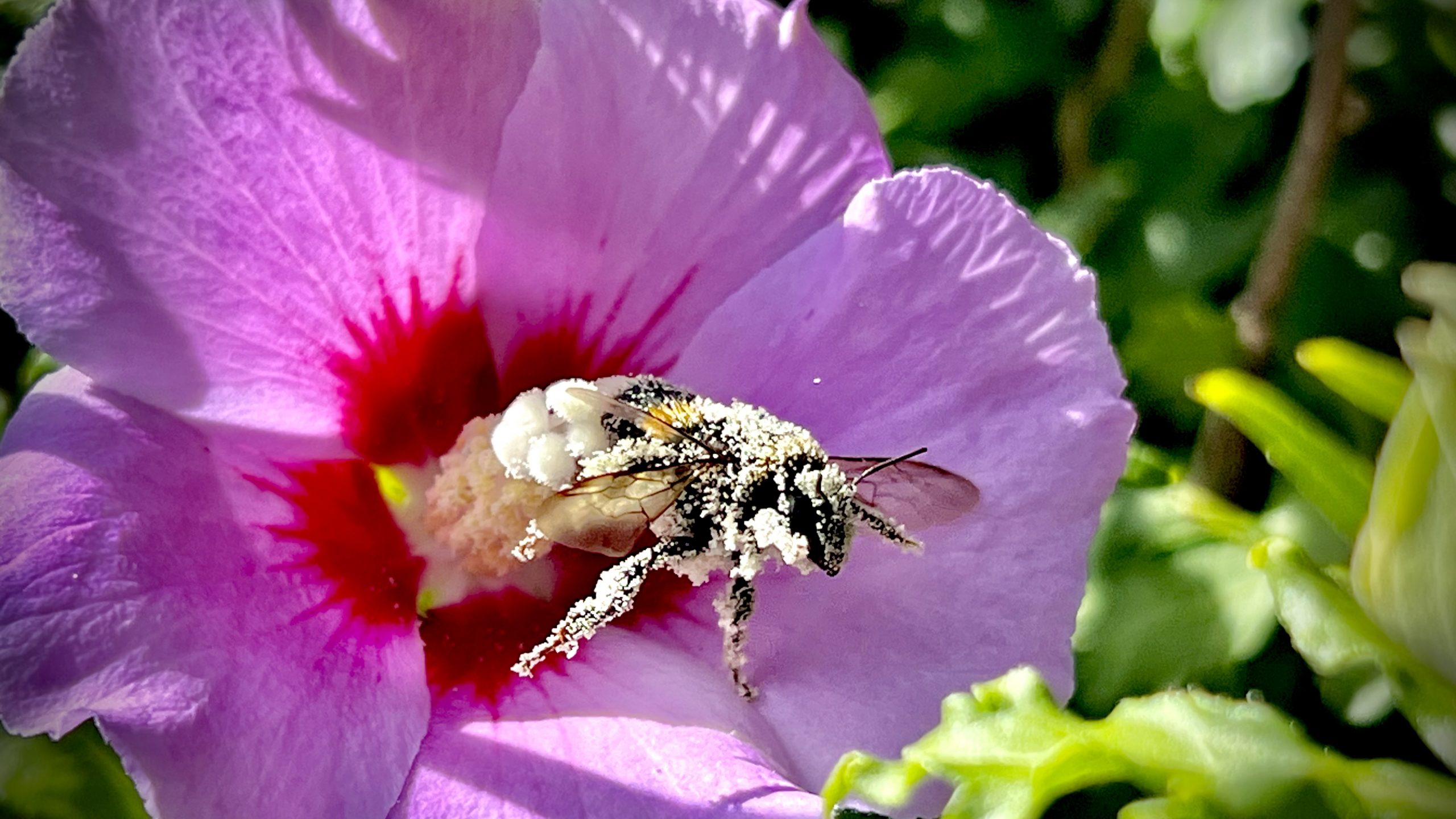 La butineuse – un travail d’une vie – 082023