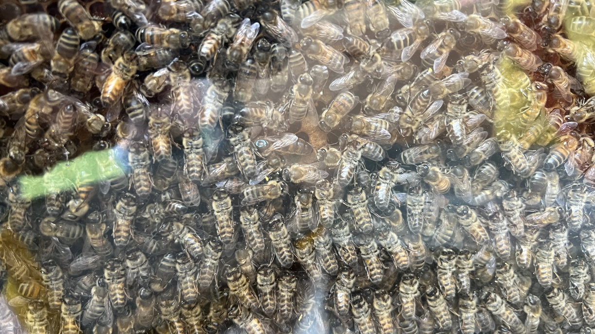 Fête du miel et des abeilles – St Jean d’Aulps – 082023