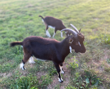 Les fameuses chèvres du Mont Myon – 082023