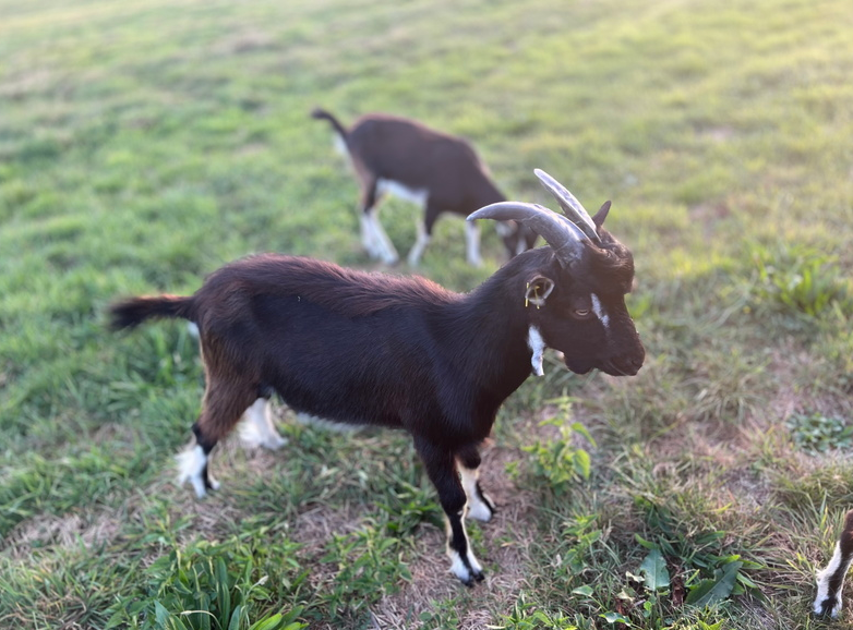Les fameuses chèvres du Mont Myon – 082023