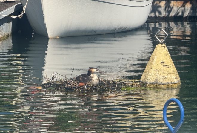 Visite du Port de Ripaille – Paddle – 082024