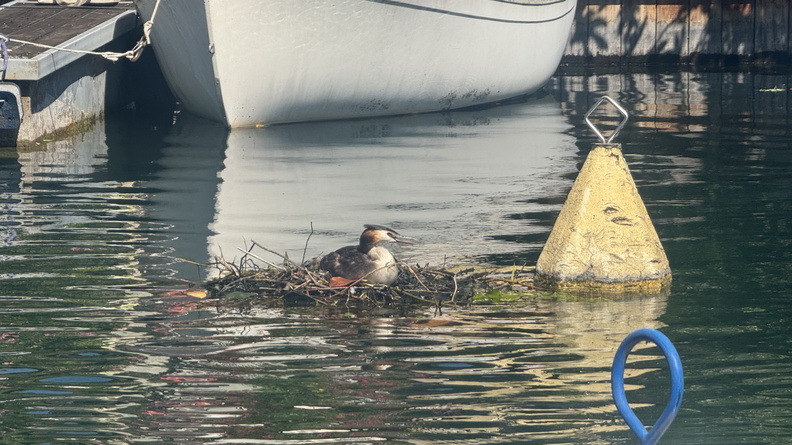 Visite du Port de Ripaille – Paddle – 082024