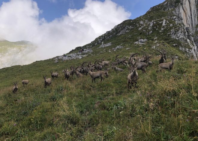 Bise Pavis et Darbon – 082025