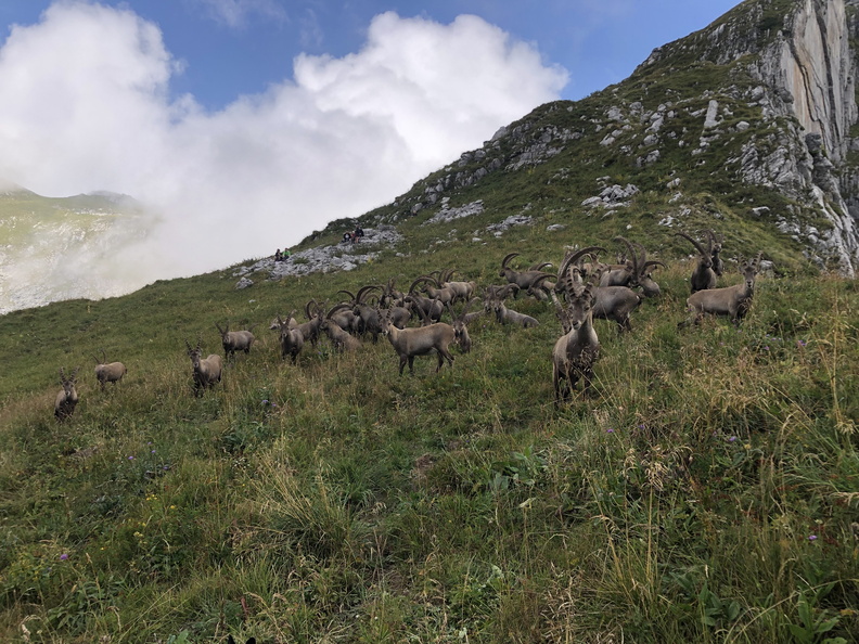 Bise Pavis et Darbon – 082025