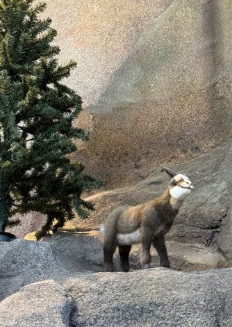 Aquarium – Lausanne – 102024